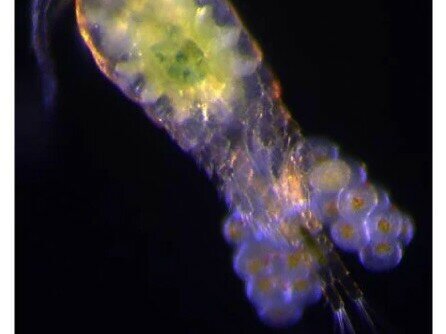 Copepods, one of the most abundant classes of zooplankton, plays a key role in the food chain in the marine environment