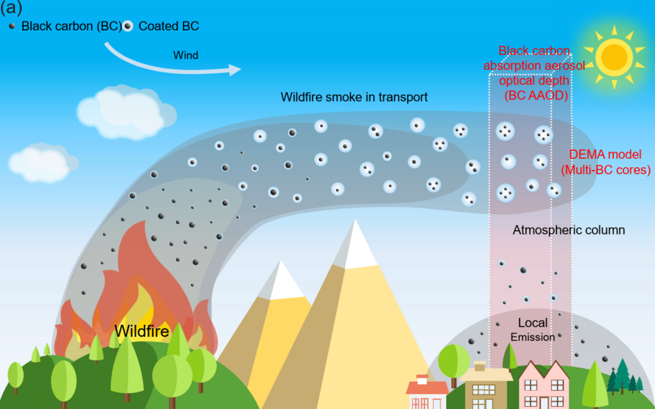 Black carbon particles produced by wildfires can collide and aggregate, forming clusters with multiple cores inside a single particle. These “multi-core” black carbon aerosols absorb significantly more sunlight than single-core structures, thereby acceler