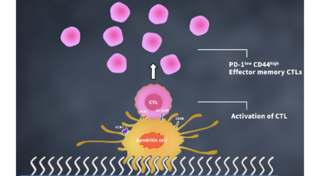 Simulated process of dendritic cell maturation induced by silica nanozigzags