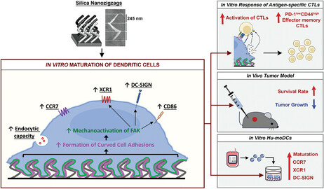 Schematic illustration of the effects of silica nanozigzags (NZs) on enhancing the in vitro maturation of anti-tumor dendritic cells (DCs) via the activation of focal adhesion kinase (FAK) (Source: Adv. Mater. 2024, 2314358)